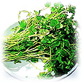 food-watercress.jpg (22838 bytes)