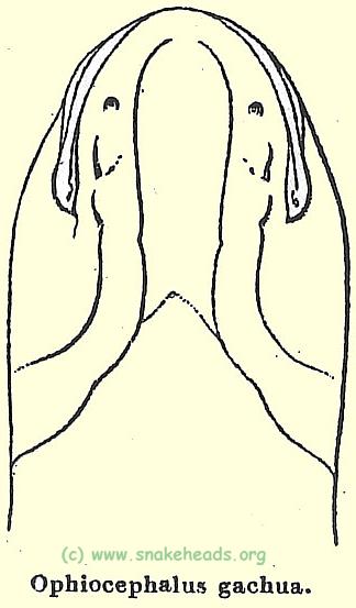 O. gachua