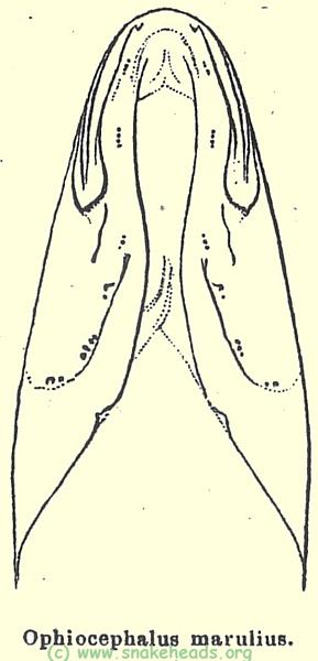 O. marulius