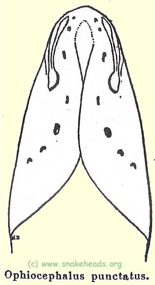 O. punctatus