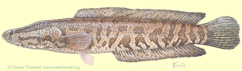 A drawing of a Frankenfish