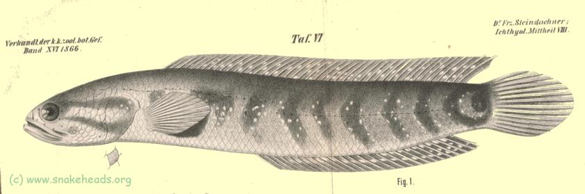 Table VI, fig.1: C. fasciata by Steindachner