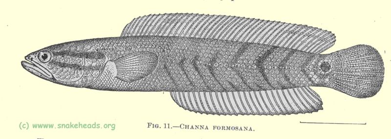 C. formosana