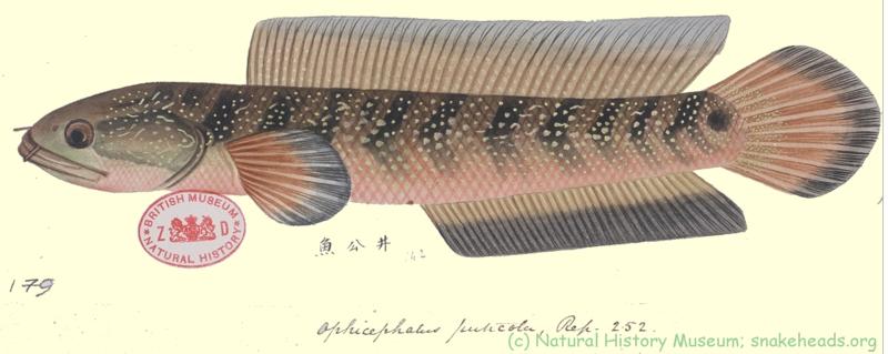 Drawing of C. puticola by Reeves