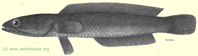 C. striata var. qualamuda side view