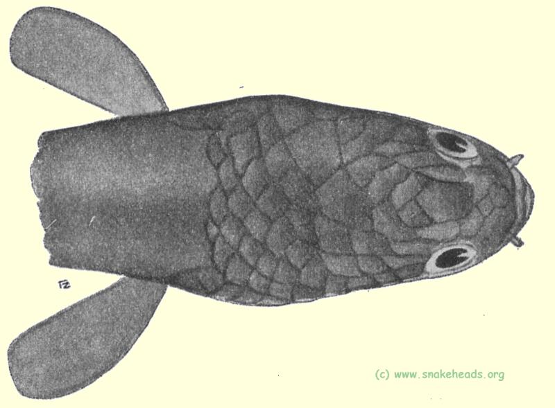 C. striata var. qualamuda top view