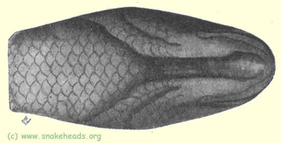 C. striata var. qualamuda ventral view