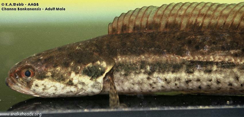 Ceylon Snakehead