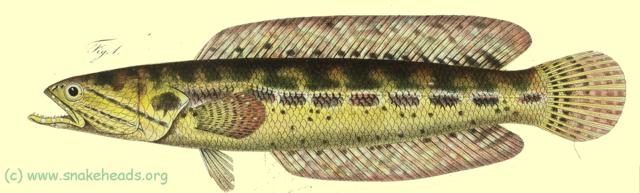 C. bankanensis, drawing of Bleeker's atlas, table 397, fig. 1