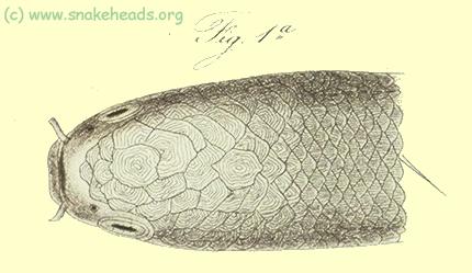 Head of c. bankanensis, drawing of Bleeker's atlas, table 397, fig. 1a
