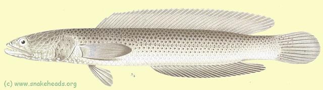 First drawing of C. baramensis by Steindachner