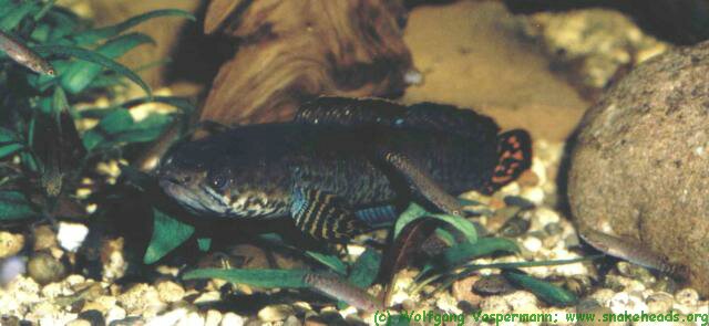 Female C. bleheri watching brood