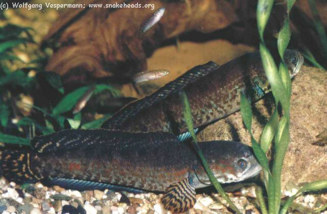 breeding couple of C. bleheri with brood