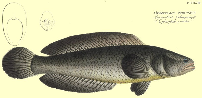 C. punctatus by Bloch