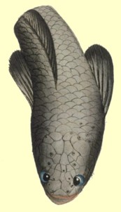 head shields of C. punctatus