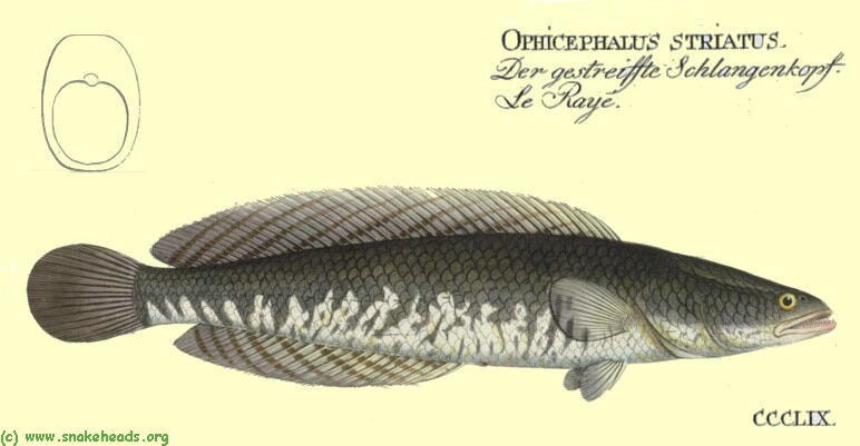 C. striatus by Bloch