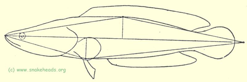 C. argus schematic drawing