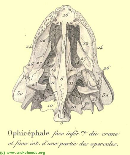 The skull of a snakeheadfish ventral view