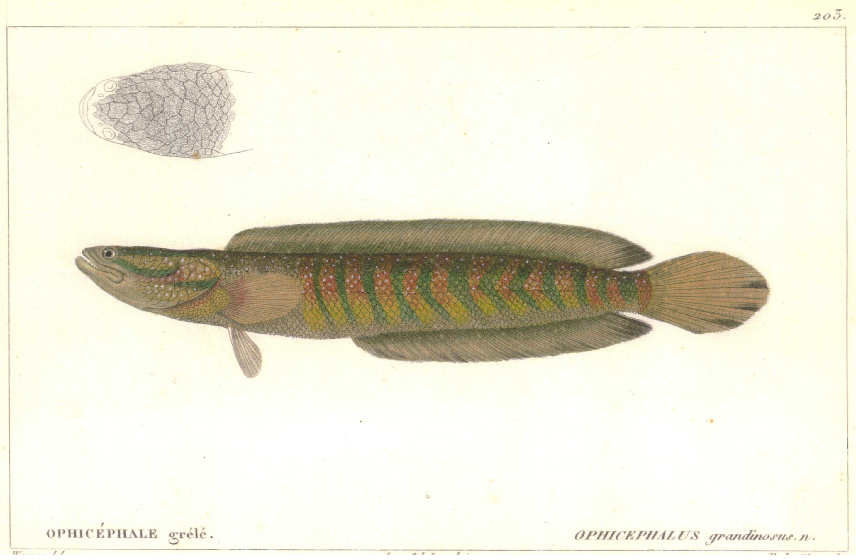 O. grandinosus