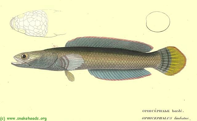 Drawing of O. limbatus