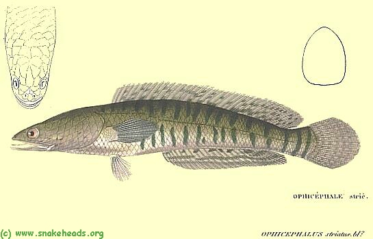 Drawing of O. striatus