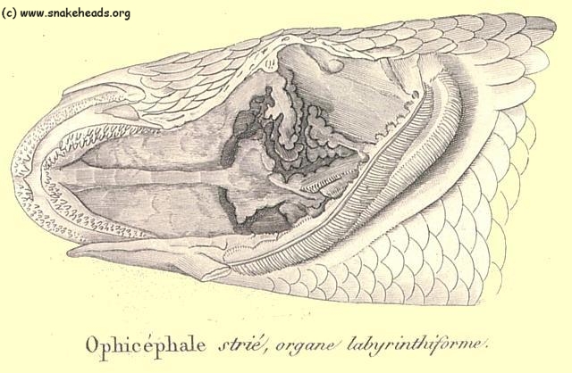 The labyrinth of a O. striata