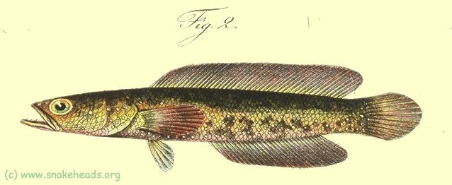 C. cyanospilos, drawing of Bleeker's atlas, table 397, fig. 2