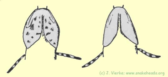 ventral view of bleheri and orientalis head in comparison