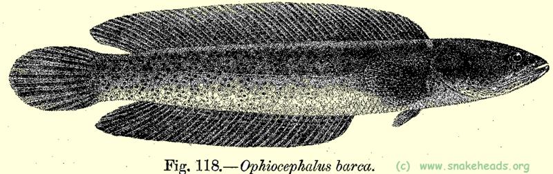 Drawing of O. barca, fig. 118 of Fauna of British India