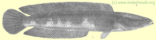 Drawing of O. leucopunctatus by F. Day