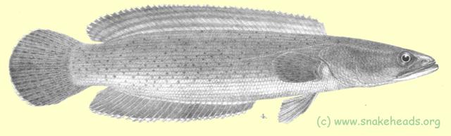 Drawing of O. micropeltes by F. Day