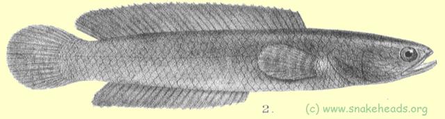 Drawing of C. orientatlis by F. Day