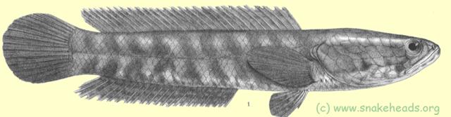 Drawing of O. punctata by F. Day