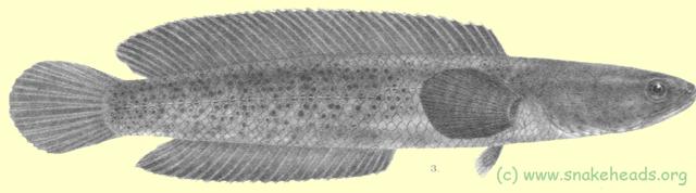 Drawing of O. stewartii by F. Day