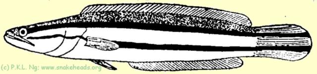 Fig. 1 A: C. micropeltes size: 15 cm