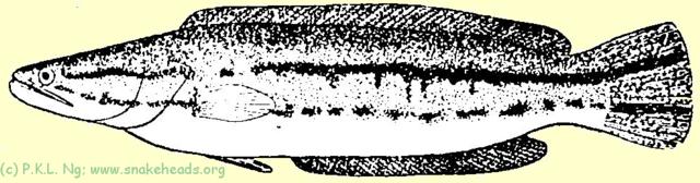 Fig. 1 B: C. micropeltes size: 28 cm