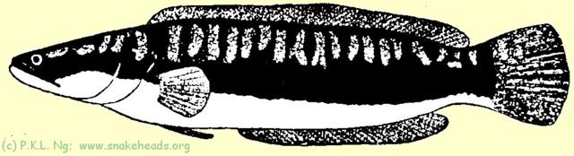 Fig. 1 C: C. micropeltes size: 60 cm