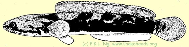 Fig. 1 d: C. melasoma size: 14 cm