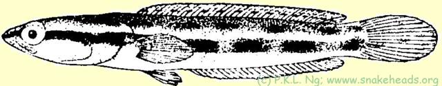 Fig. 1 h: C. lucius size: 6 cm