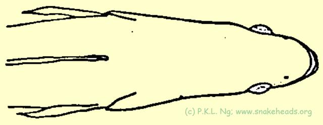 Fig. 3 I: C. pleurophthalma dorsal view