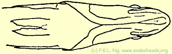 Fig. 3 J: C. pleurophthalma ventral view