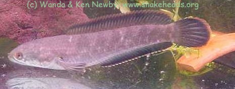 C. gachua (female)