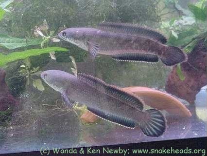 C. gachua (couple)