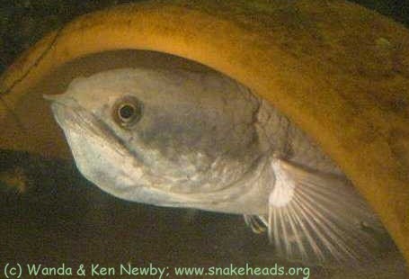C. gachua male mouthbreeding