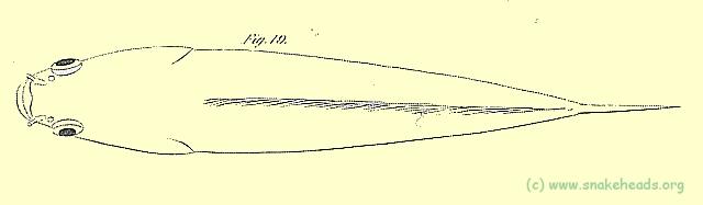 Top view O. marulius by Hamilton-Buchanan