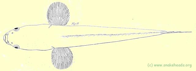 Top-view of O. wrahl by Hamilton-Buchanan