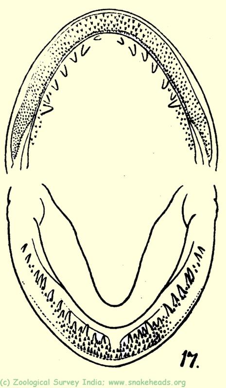 Villiform Teeth