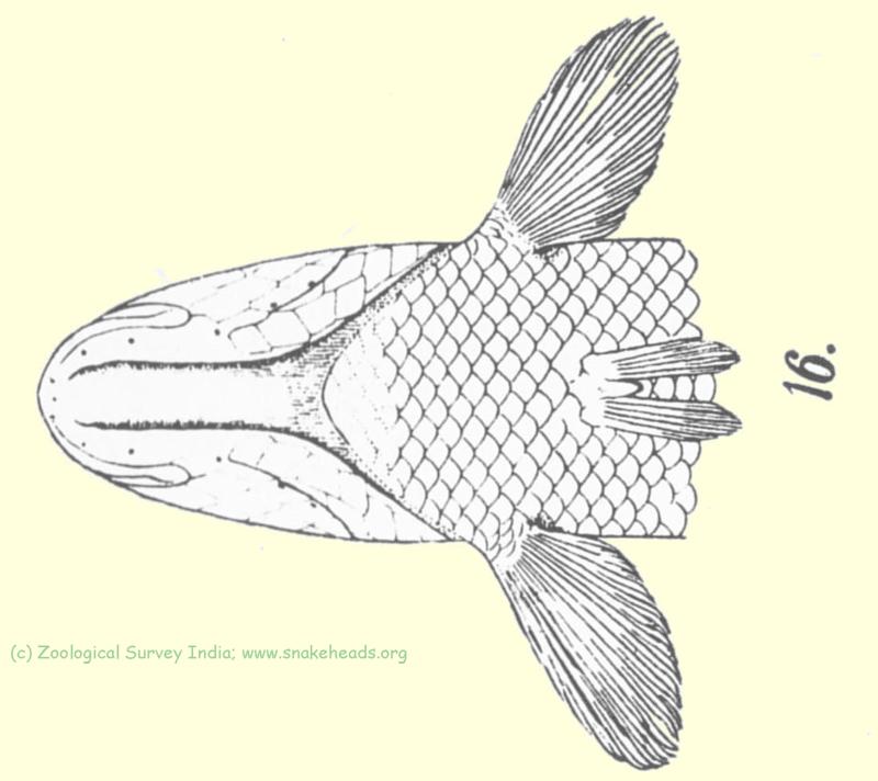  Ventral view O. harcourt-butleri