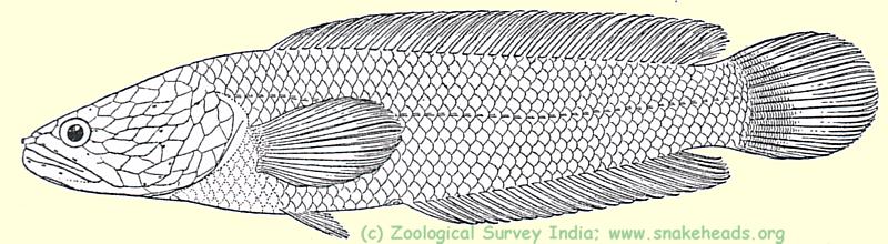  drawing of O. harcourt-butleri