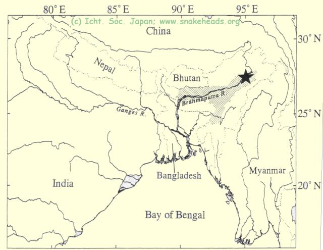 Type locality of C. aurantimaculata